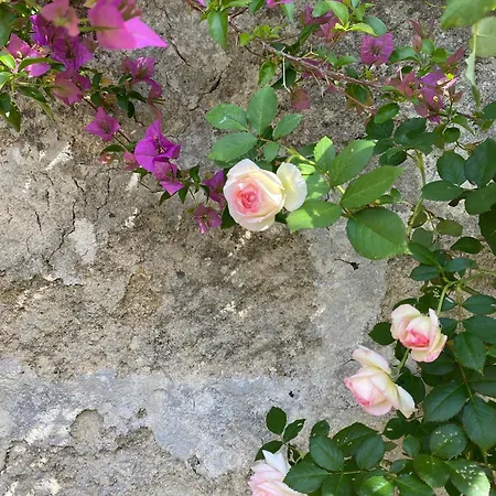 Mediterranea Salento